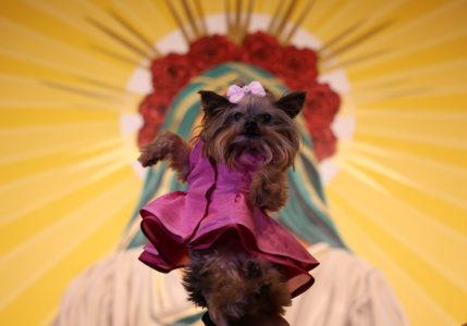A small dog wearing a pink dress and bow is held up in front of a colorful background featuring rays and red flowers.