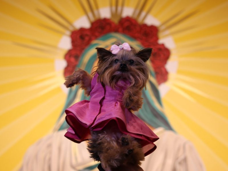 A small dog wearing a pink dress and bow is held up in front of a colorful background featuring rays and red flowers.