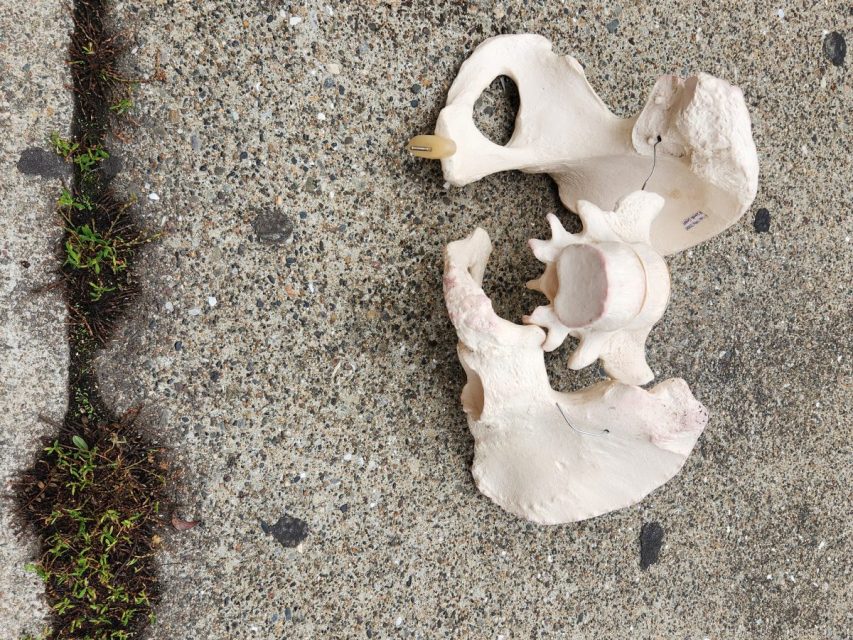 A model of a human pelvis and lower spine lies on a rough, speckled concrete surface next to a patch of small green weeds.