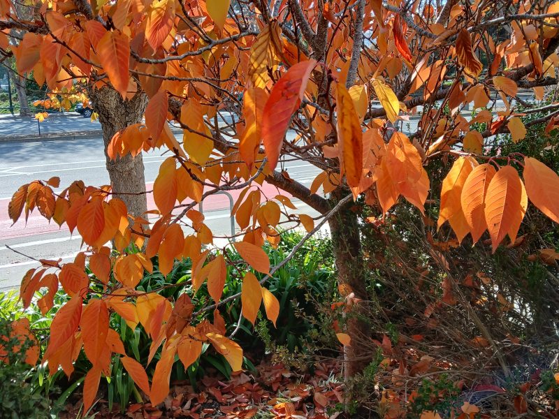 A tree with orange and red autumn leaves stands beside a sidewalk, with fallen leaves scattered on the ground below.