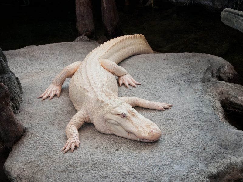 An albino alligator lies on a flat rock surface in a shaded enclosure.