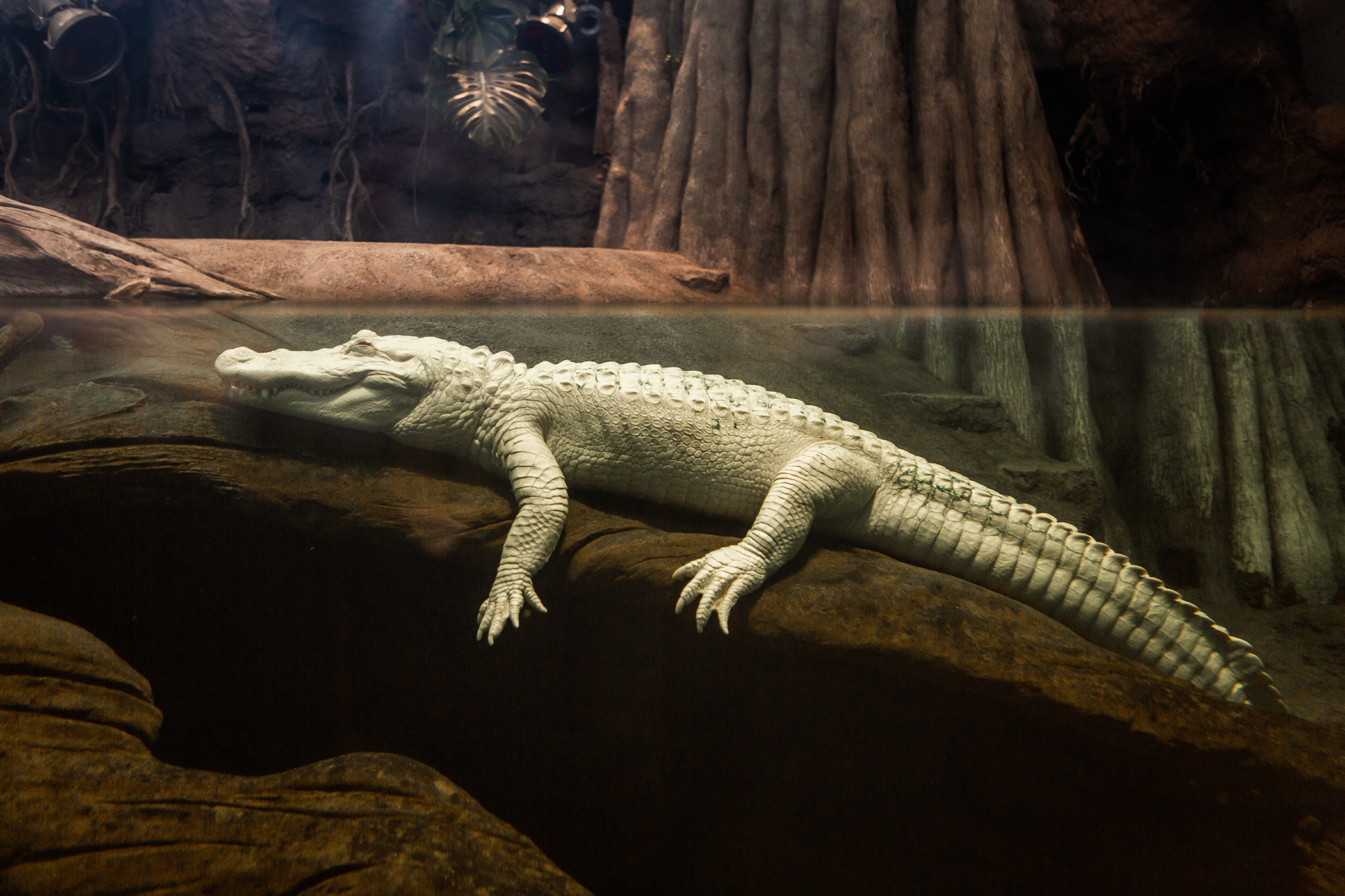 Claude's death leaves an alligator-sized hole in S.F. hearts