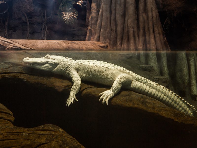 A white alligator partially submerged in water, resting on a rock in a dimly lit enclosure with tree roots in the background.