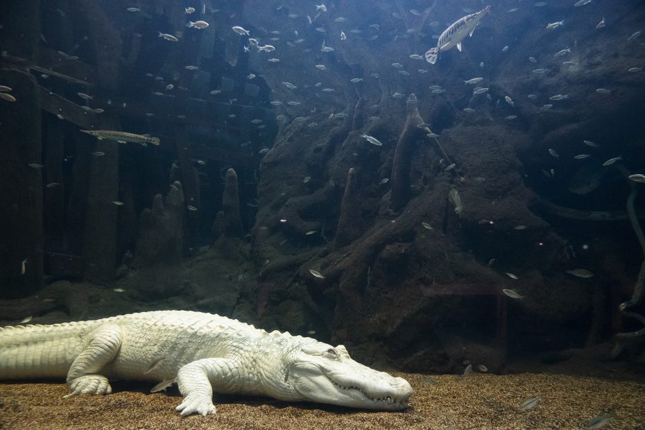 An albino alligator rests on the sandy floor of an aquarium, surrounded by small fish and murky water with tree roots in the background.