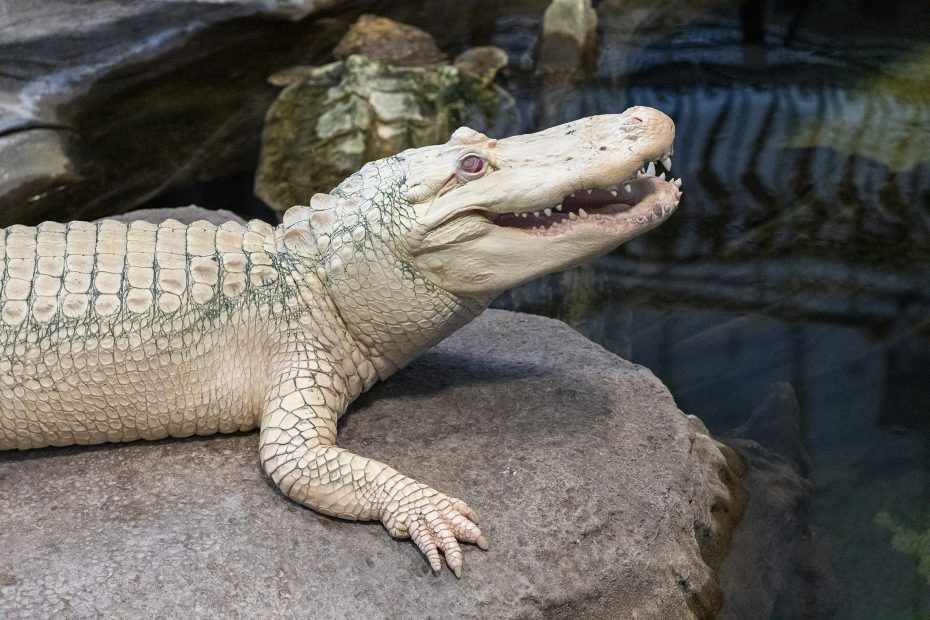 An albino alligator rests on a large rock near water, with its mouth slightly open and its pale, scaly skin clearly visible.