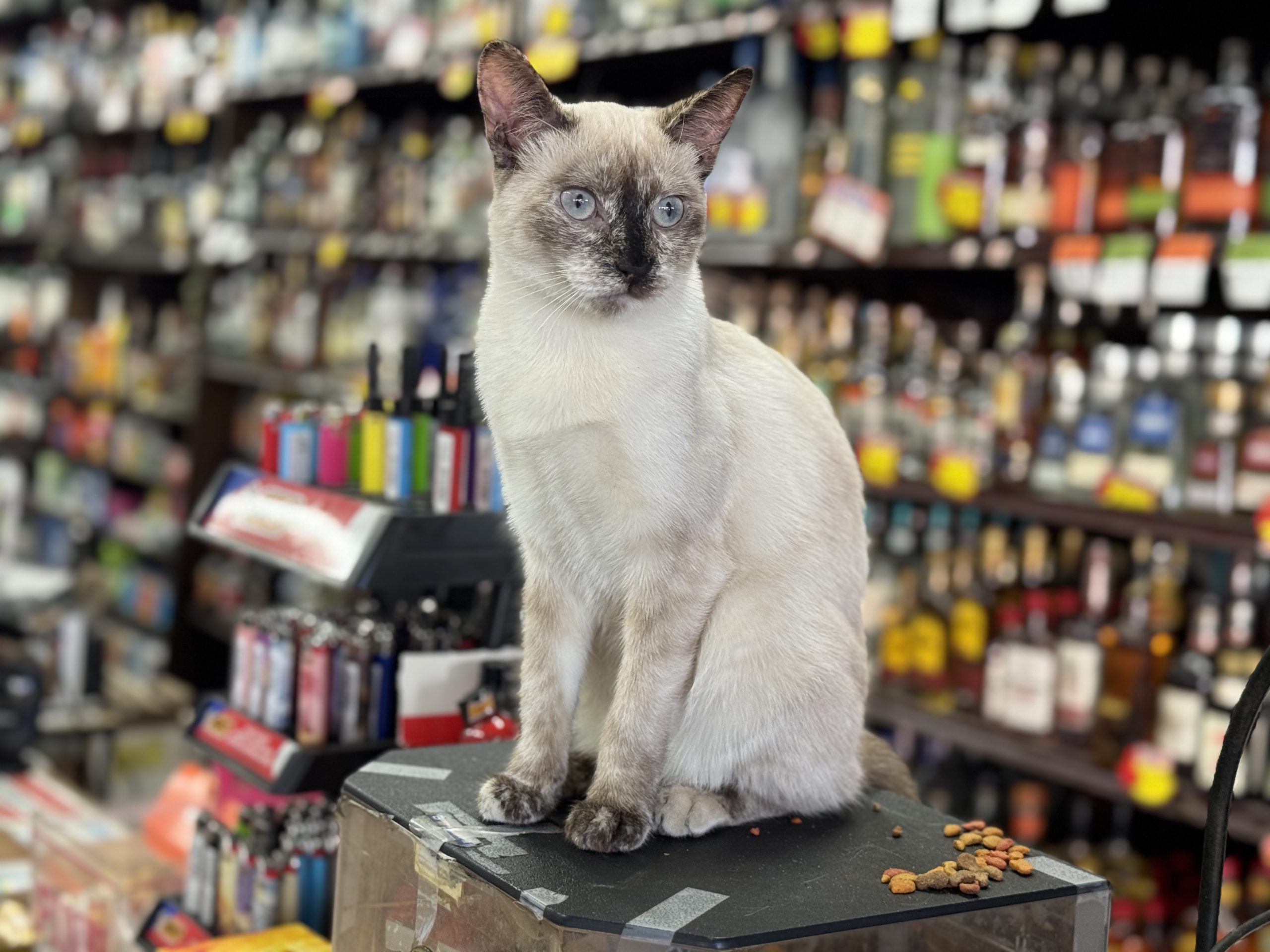 After beloved KitKat was killed by Waymo, liquor store gets new feline