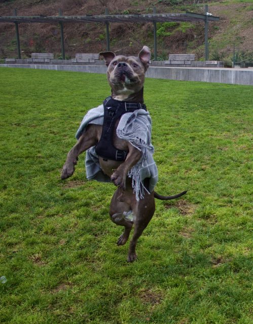 A brown dog wearing a harness and gray blanket jumps upright on grass in a park, with benches and a low wall in the background.