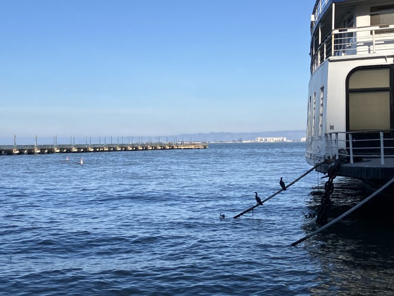 Birds perch on ropes attached to a docked white boat on a calm blue body of water, with a pier and distant shoreline visible in the background.