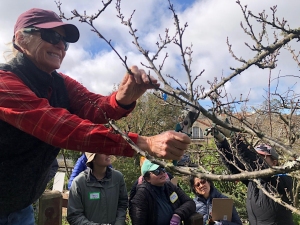Person in a red shirt and cap pruning branches on a tree with hand shears while a small group of people watches outdoors.