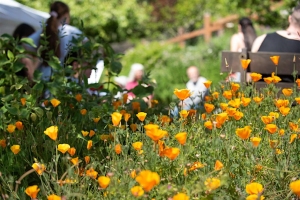 A cluster of orange wildflowers in focus with people sitting and standing in a blurred, outdoor garden setting in the background.