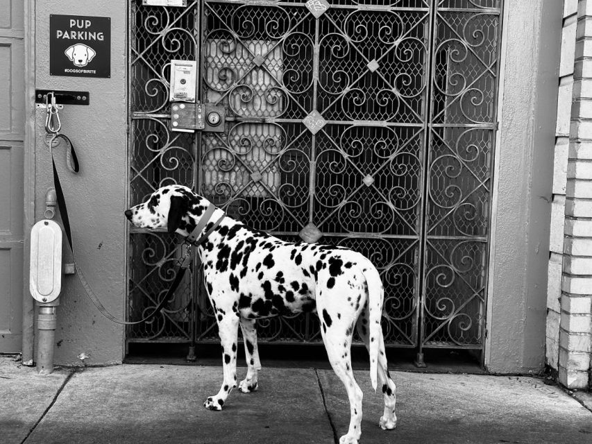 A Dalmatian wearing a collar stands on the sidewalk in front of an ornate metal gate beside a sign that reads "Pup Parking.