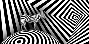 A zebra stands on a striped, circular surface with a background of black and white geometric patterns and concentric squares.