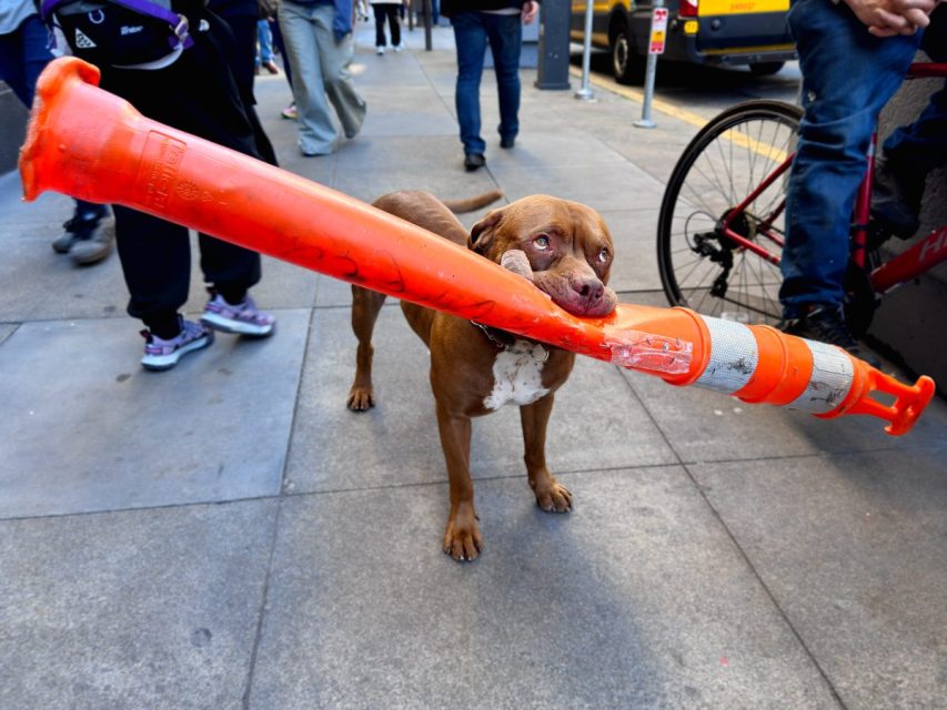 A brown dog stands on a city sidewalk holding a large orange traffic cone in its mouth while people walk by.