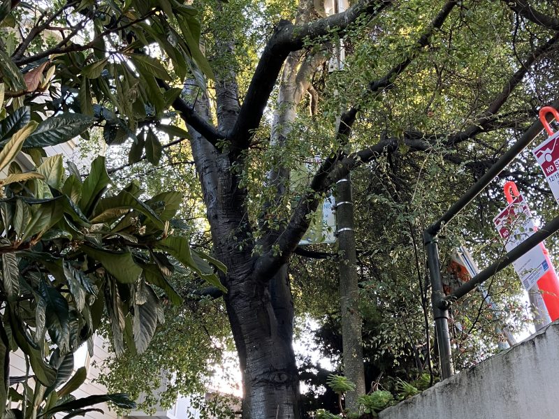 A large tree with spreading branches grows beside a concrete wall and staircase, with sunlight filtering through its leaves and a street lamp above.