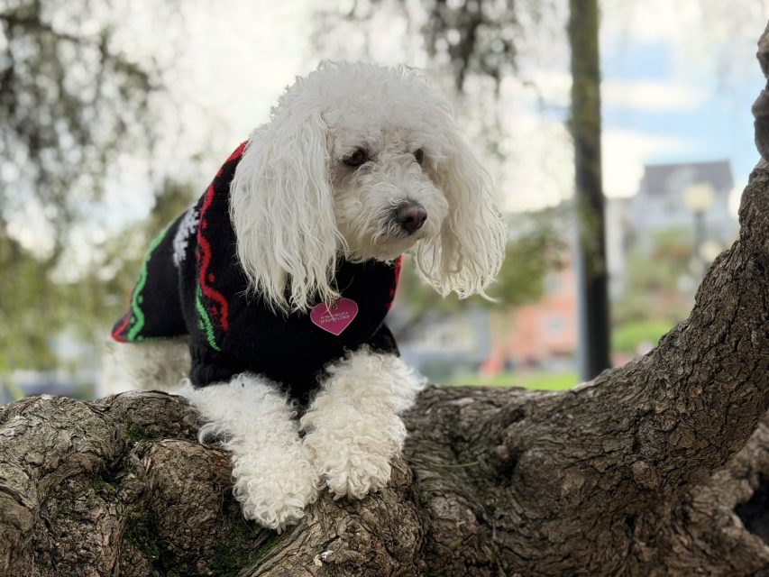 Small white dog with curly fur wearing a black sweater and pink heart tag sits on a large tree branch, with a blurred outdoor background.