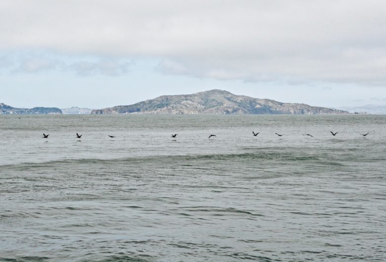 A group of birds flies in a line over the ocean, with a distant island and cloudy sky in the background.