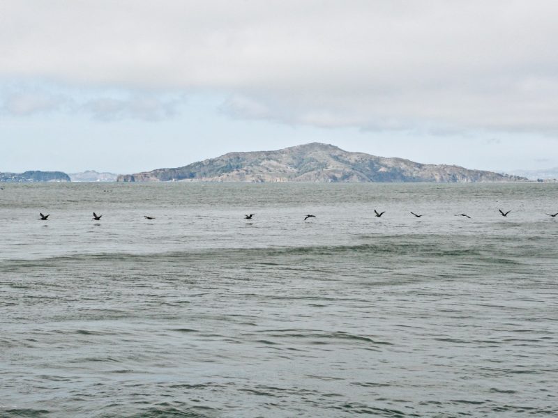 A row of birds flies low over a calm, gray sea with a distant, hilly island visible under a cloudy sky.
