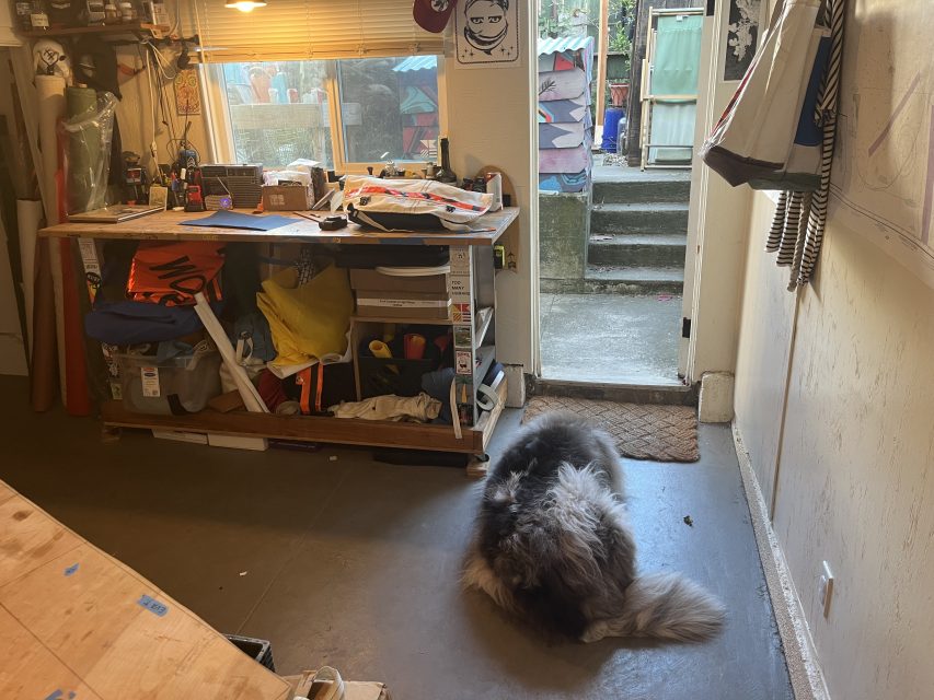 A large, fluffy dog lies on the floor near an open door in a cluttered workroom with art supplies and outdoor steps visible.