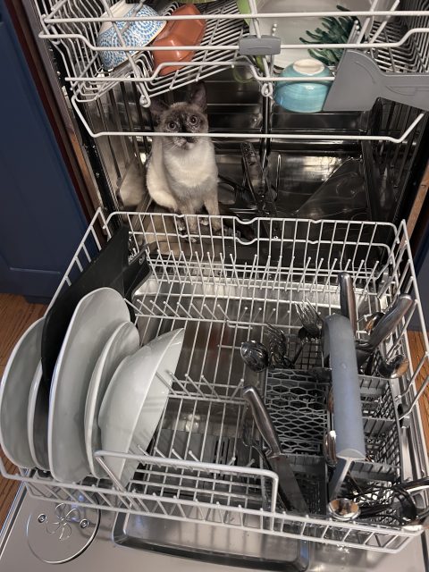 A cat sits inside the open top rack of a dishwasher filled with clean dishes and utensils.