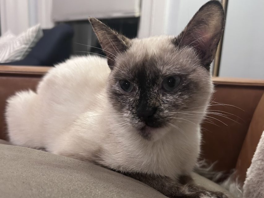 A Siamese cat with blue eyes and dark markings on its face, ears, and paws rests on a beige surface indoors.