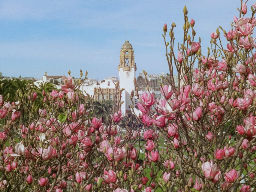 Pink magnolia flowers in the foreground with a white building and clock tower in the background under a blue sky.