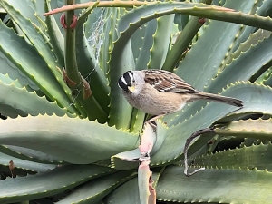 A small bird with a black-and-white striped head perches on the leaf of a large succulent plant.