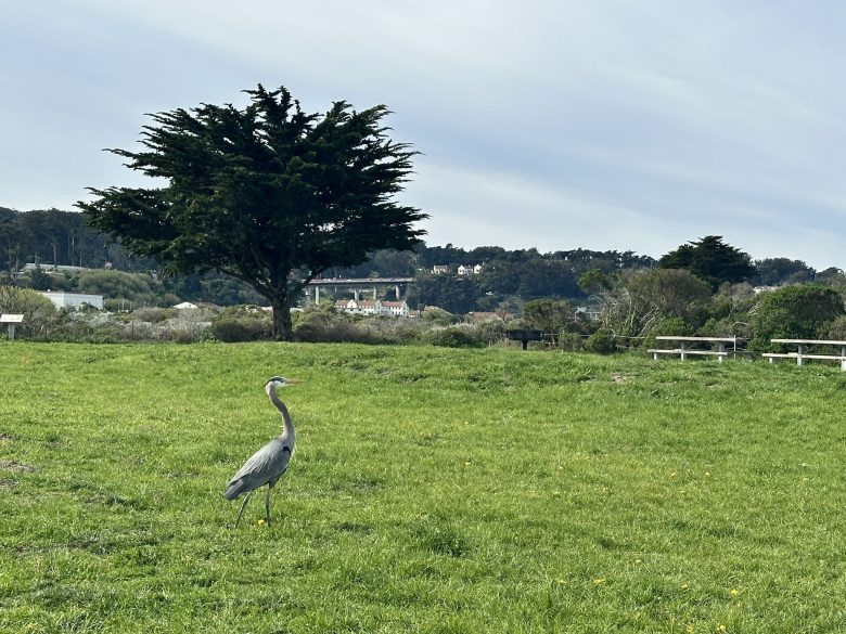 A grey heron stands on a grassy field with picnic tables, trees, and houses visible in the background under a cloudy sky.