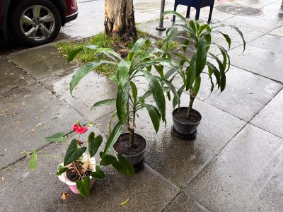 Three potted plants, including two tall green plants and one with red flowers, sit on a wet sidewalk near a parked car and a tree on a rainy day.