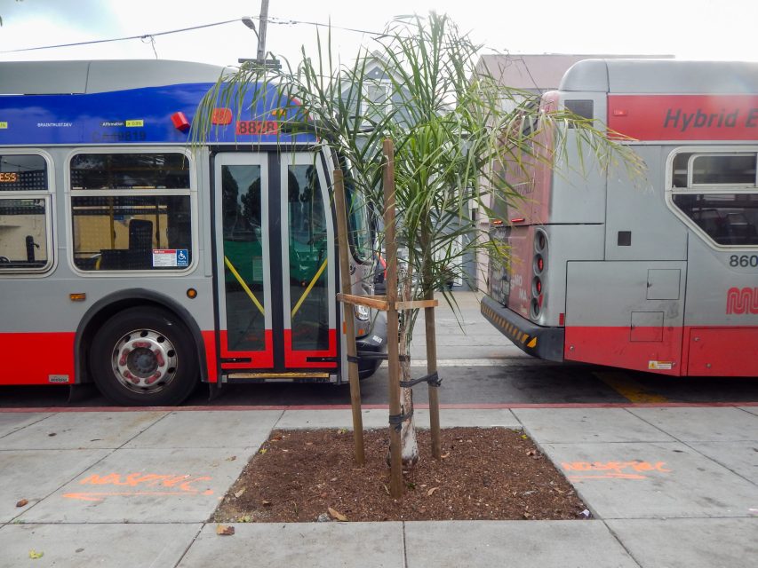Two city buses are stopped on either side of a small, newly planted palm tree on a sidewalk. Orange construction markings are visible on the concrete.