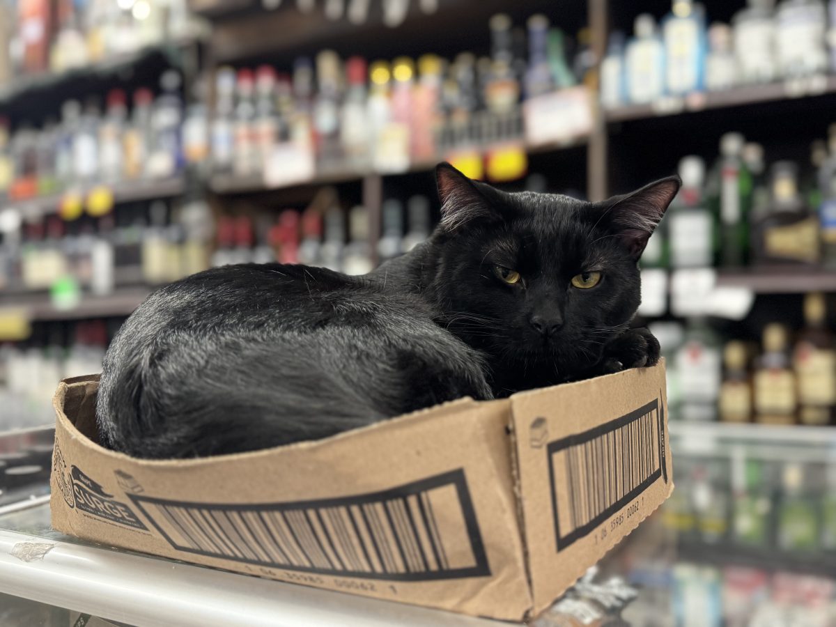 3rd time’s the charm: 16th and Mission bodega gets new cat after Waymo tragedy