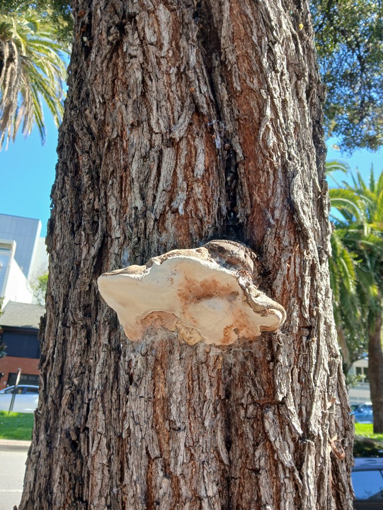A large, white fungus is growing on the rough bark of a tree trunk. In the background, there are palm trees, buildings, and a clear blue sky.