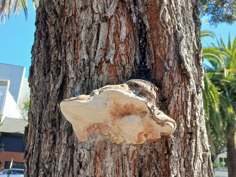 A large, white fungus is growing on the rough bark of a tree trunk. In the background, there are palm trees, buildings, and a clear blue sky.