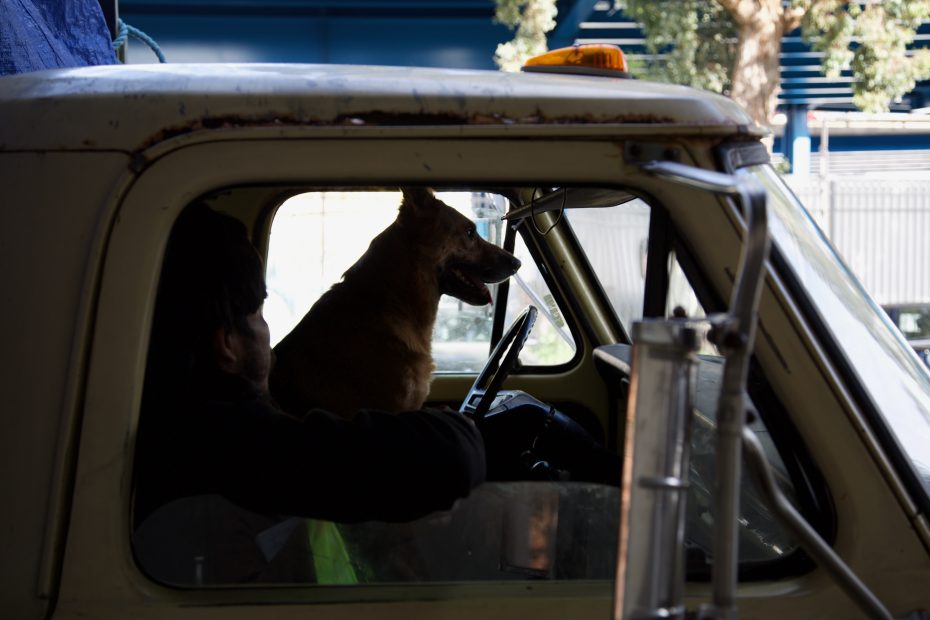 A dog sits in the driver’s seat of a parked vehicle next to a person in the passenger seat, both looking out the front windshield.