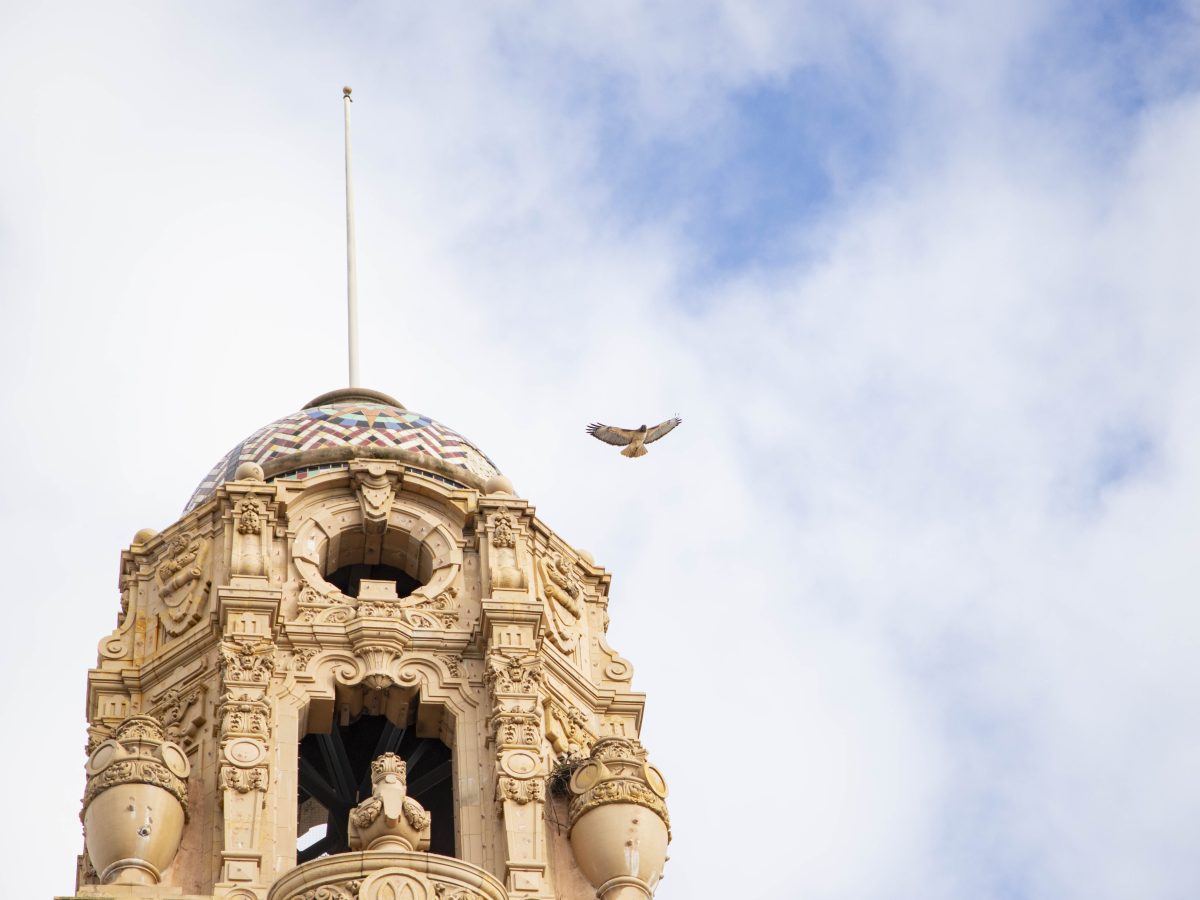 Hawks make a home above Mission High — and eggs may be on horizon
