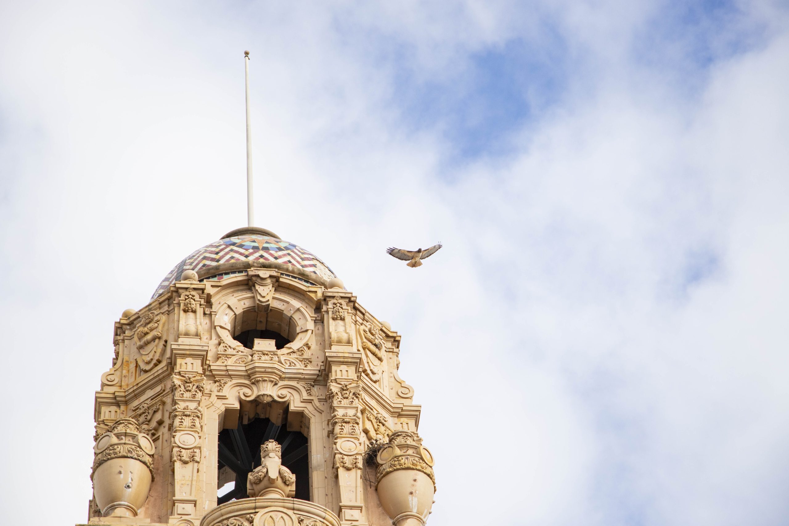 Hawks make a home above Mission High - and eggs may be on horizon