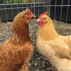 Two chickens, one brown and one light tan, standing on wood chips inside a wire enclosure, outdoors.