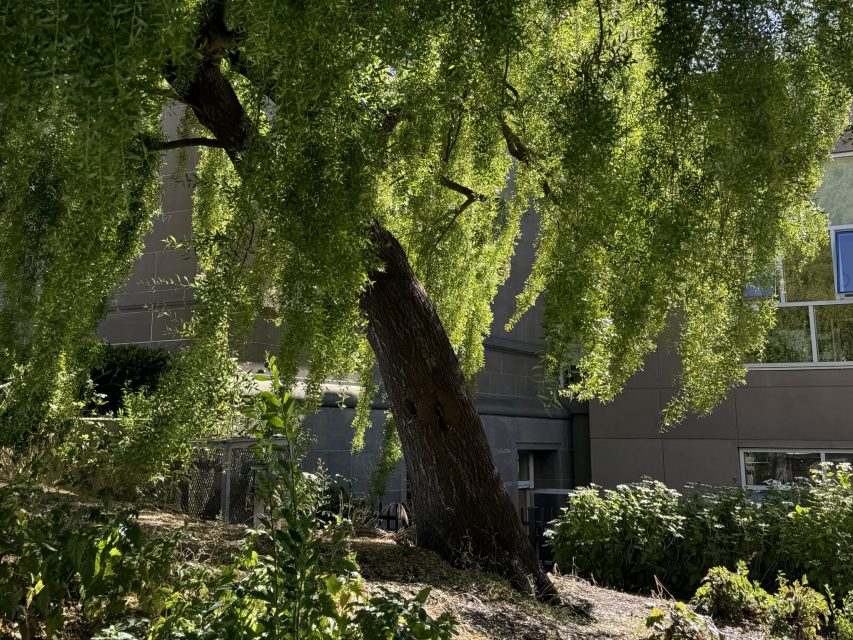 A large tree with long, drooping green branches stands in front of a modern building on a sunny day.