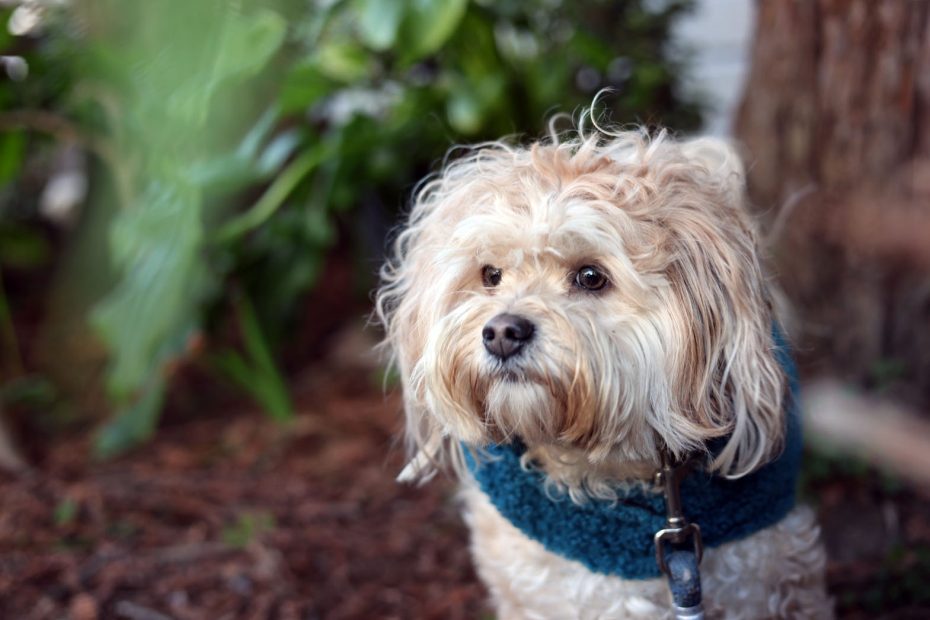 Small, fluffy dog with light brown fur wearing a teal sweater and collar stands outdoors near greenery and tree bark, looking to the side.