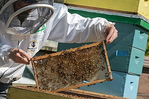 A beekeeper in protective gear examines a frame covered with bees, taken from a beehive with colorful stacked boxes.