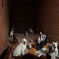 A person sits on steps in a brick-walled alley, surrounded by several dogs of various breeds and sizes.
