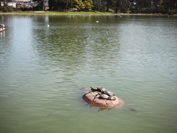 Several turtles rest on a partially submerged buoy in a calm lake, with trees and parkland visible in the background.
