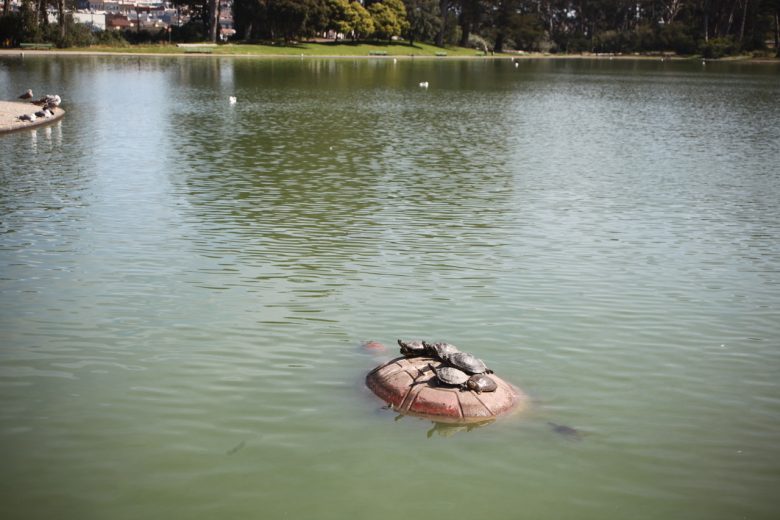 Several turtles rest on top of a rock in the middle of a calm lake with trees and birds visible in the background.