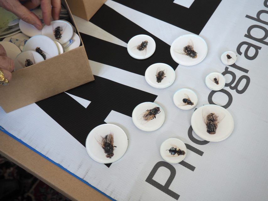 Several dead flies are arranged on small white circular dishes, with a person’s hand placing or collecting dishes from a cardboard box on a printed sign.