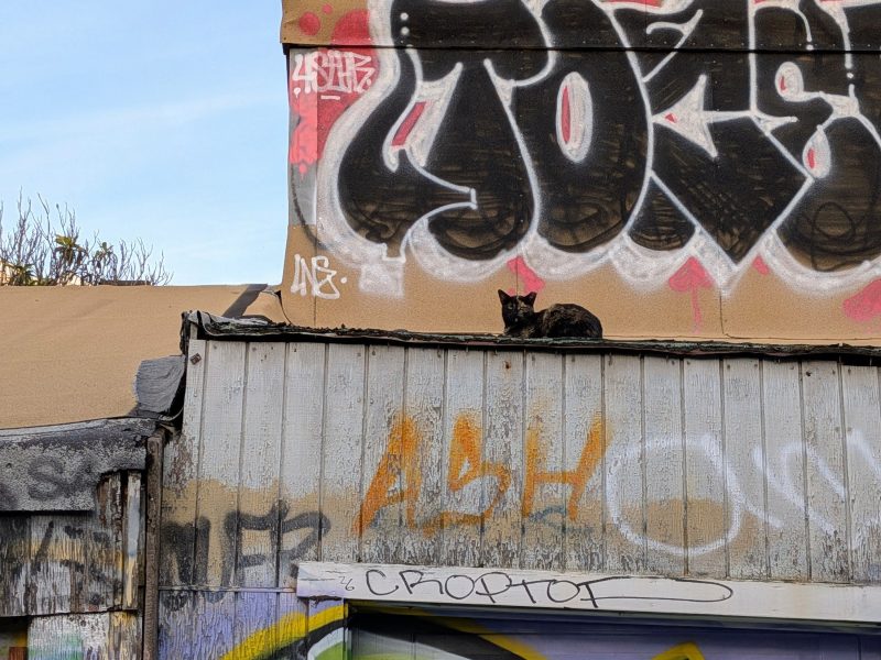 A black cat lies on the corrugated metal roof of a graffiti-covered building under a blue sky.
