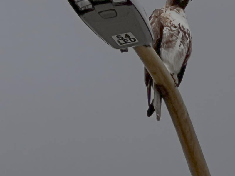 A hawk is perched on top of a tall streetlight against a cloudy gray sky.